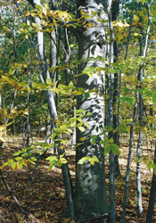 A typical Beech tree, which are found within the woodland