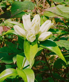 Creamy Gentian threatened plant species on Mayer Land.